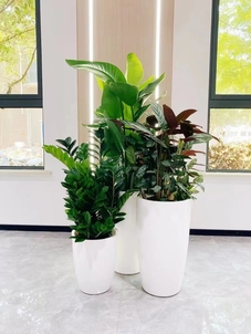 北仑盆景出租设计，点亮空间别样精彩